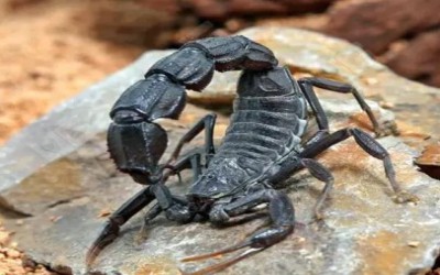 ANDROCTONUS BICOLOR SCORPION / BLACK FAT-TAILED SCORPION
